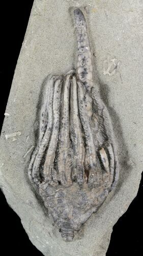 Bargain, Macrocrinus Crinoid Fossil - Indiana #52932